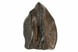 Triceratops Shed Tooth - Montana #94851-1